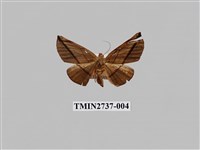 藏品(尺蛾293)的圖片